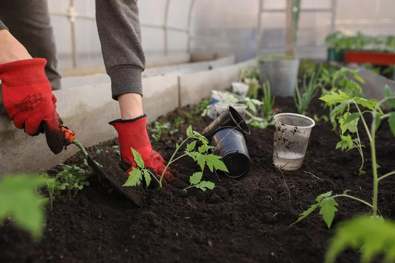 Mistake #4: Ignoring Sunlight and Spacing—The Silent Yield Killers