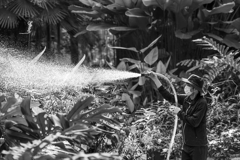 Watering Mistakes: How to Stop Killing with Kindness